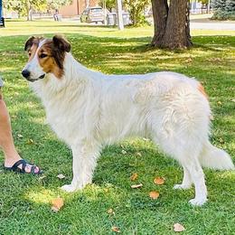 Bailey - Scottish Collie
