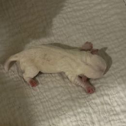 Number one puppy - White female West Highland White Terrier puppy in Loxley, Alabama from Dixieland Westies