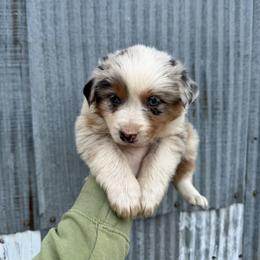 BMF 1 - Blue merle female Australian Shepherd puppy in Cushing, Oklahoma from Midwest Aussies