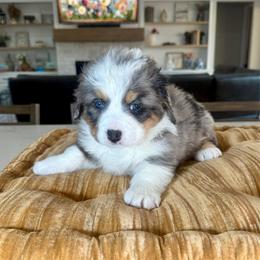 Pink - Blue merle female Bernedoodle puppy in Indiahoma, Oklahoma from Farm Fresh Doodles