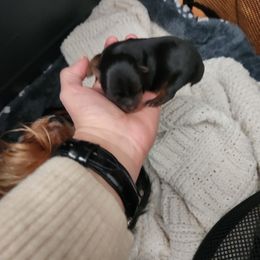 Yorkshire Terrier Puppies from Mike's Puppies