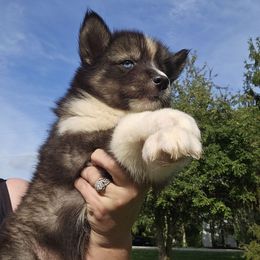 Storm - Black and white male Siberian Husky puppy in Urbana, Ohio from Fairhaven's Siberian Huskies