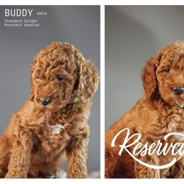 Buddy - Red male Bernedoodle puppy in Caldwell, Idaho from Boise Doodle Co.