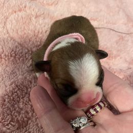 Daisy - Seal brindle and white female Boston Terrier puppy in Johnstown, Colorado from R&M Bostons