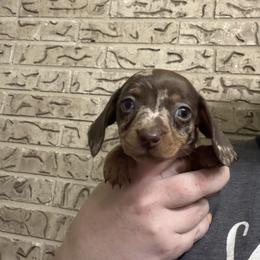 Peaches - Dapple female Dachshund puppy in Athens, Texas from County Road Puppies