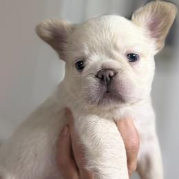 French Bulldog Puppies from Tellez House of Frenchies