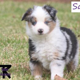 Miniature Australian Shepherd and Toy Australian Shepherd Puppies from TK Mini Aussies
