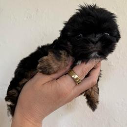 AKC Champion bloodline Shih Tzu Winston - Black male Shih Tzu puppy in Long Beach, California from Shih Zu’s of Long Beach