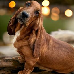 Cocoa - Basset Hound
