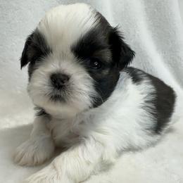 Shih Tzu Puppies from Little Miracles Shih Tzu