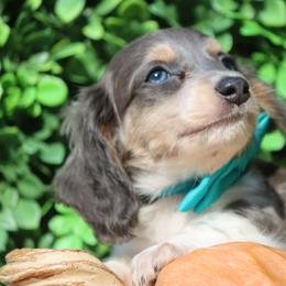 Indigo - Blue and cream male Dachshund puppy in Woodbine, Georgia from Bowdachs Cream Pies