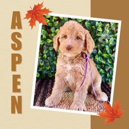 Aspen - Caramel female Australian Labradoodle puppy in Hartshorne, Oklahoma from Jena Edmond