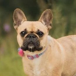 French Bulldogs from Head Turner Kennels, LLC