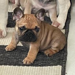Harrison - Fawn male French Bulldog puppy in Shelbyville, Kentucky from Hidden Hickories Farm