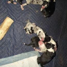 Australian Shepherd and Great Dane Puppies from AEW Farm