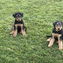 Airedale Terrier Puppies from Seaquest Airedales
