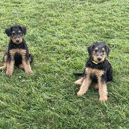 Airedale Terrier Puppies from Seaquest Airedales