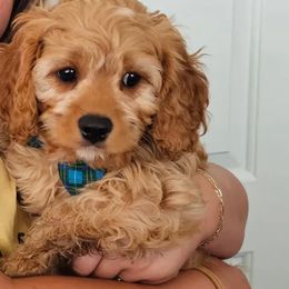 Green Boy - Red Cavapoo puppy in Davis County, Utah from Prince Pups