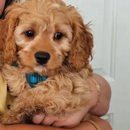 Green Boy - Red Cavapoo puppy in Davis County, Utah from Prince Pups