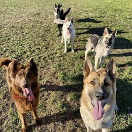 German Shepherd Puppies from K & Q Shepherds