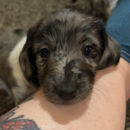 Dachshund Puppies from 307 doxies