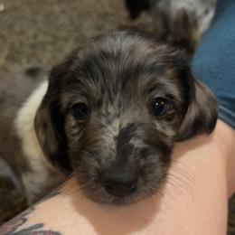 Dachshund Puppies from 307 doxies
