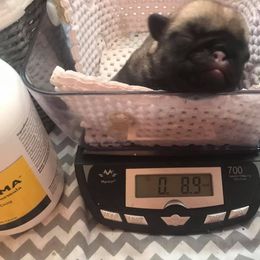 Pug Puppies from Pickwick Pugs