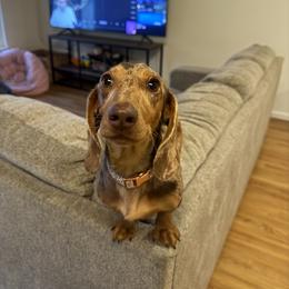 Dachshunds from A&A Mini Dachshunds