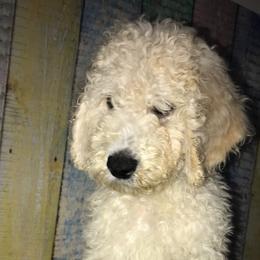 Goldendoodle Puppies from Zeusthemoosedoodles