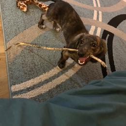 Dachshund All Grown Up from Brit’s Doxie Crossing