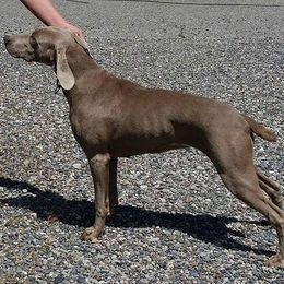 Tori - Weimaraner