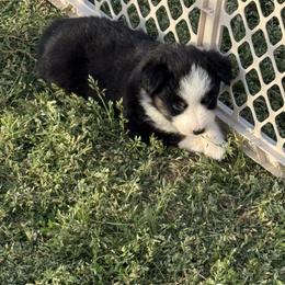 Wide blaze - Black tri female Miniature Australian Shepherd puppy in Graham, North Carolina from Thompson Farm Mini Aussies