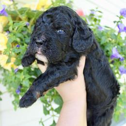 Preacher - Tri-color male Bernedoodle puppy in Comanche, Texas from Central Texas Doodles, LLC.