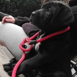 Cane Corso Puppies from Nephilim Cane Corso
