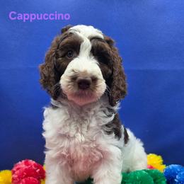 Cappuccino - Parti female Goldendoodle puppy in Summerville, South Carolina from Channys Doodles