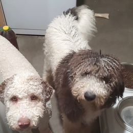 Sheepadoodle puppies from Sheepie Dudes n' Doodles