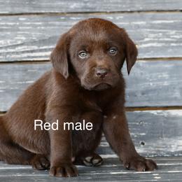 Red male - Chocolate male Labrador Retriever puppy in Mississippi from Sure Shot English Labs