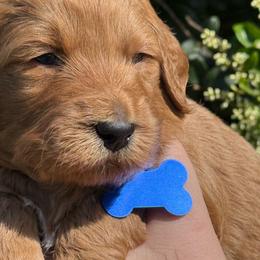 Blue Spike - Apricot male Goldendoodle puppy in Fontana, California from Grammy's Puppy Love doodles and poodles