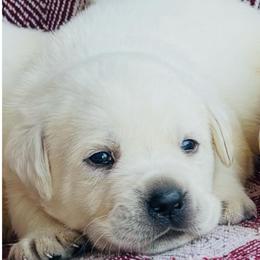 Boy 3 - Yellow male Labrador Retriever puppy in Jamestown, Ohio from Heartlands Quality Labrador Retrievers