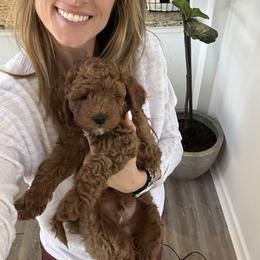 Cavapoo Puppies from Lucy Lou’s Cavapoos