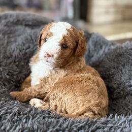 Charlie - Red male Cavapoo puppy in Washington, Indiana from Sugarland Puppies