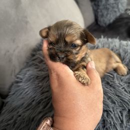 Female PERNCIOUS - Black and gold female Shorkie puppy in Albemarle, North Carolina from Wilson Kennel