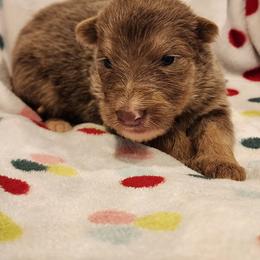 Topaz - Isabella female German Shepherd puppy in Los Lunas, New Mexico from Mali's German Shepherds