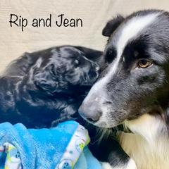 Bordoodle Puppies from Smarti Doodles