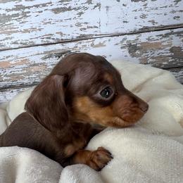 Orion AKC-CKC - Chocolate and tan male Dachshund puppy in Tecumseh, Oklahoma from MoonBerry Miniature Dachshunds