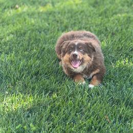 Romeo - Red tri male Miniature Australian Shepherd puppy in California from Eagle River Aussies