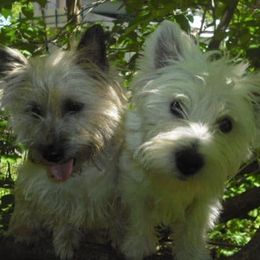 West Highland White Terriers from Snow drop