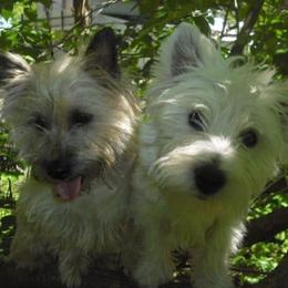 West Highland White Terriers from Snow drop