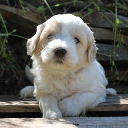 Orange - Parti Goldendoodle puppy in Midland, North Carolina from Alger Farm, LLC