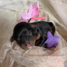 Dahlia Neptune - Black and tan female Cavapoo puppy in Tucson, Arizona from Cavapoo Puppy Parade
